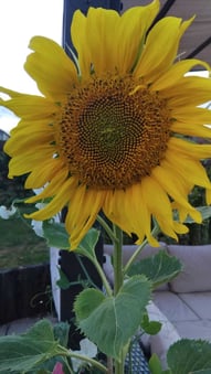 sunflower 1